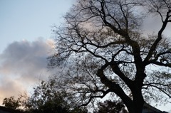 樹齢500年の椋の木