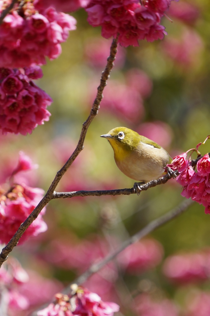春の使者