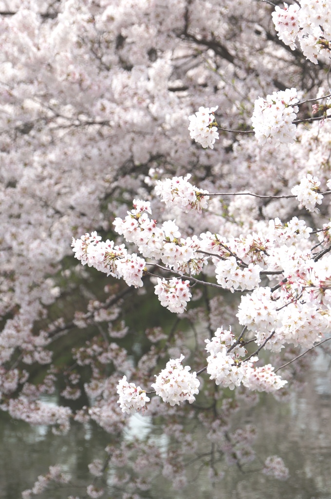 国道沿いの桜＃2