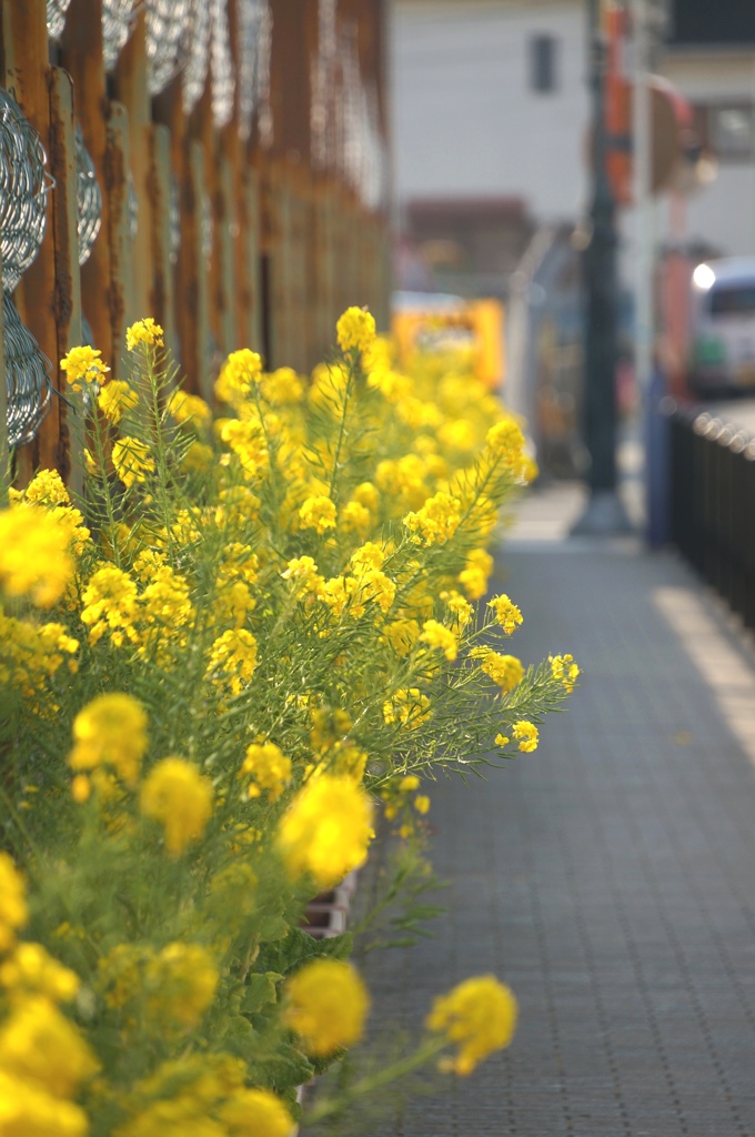 菜の花の咲く道