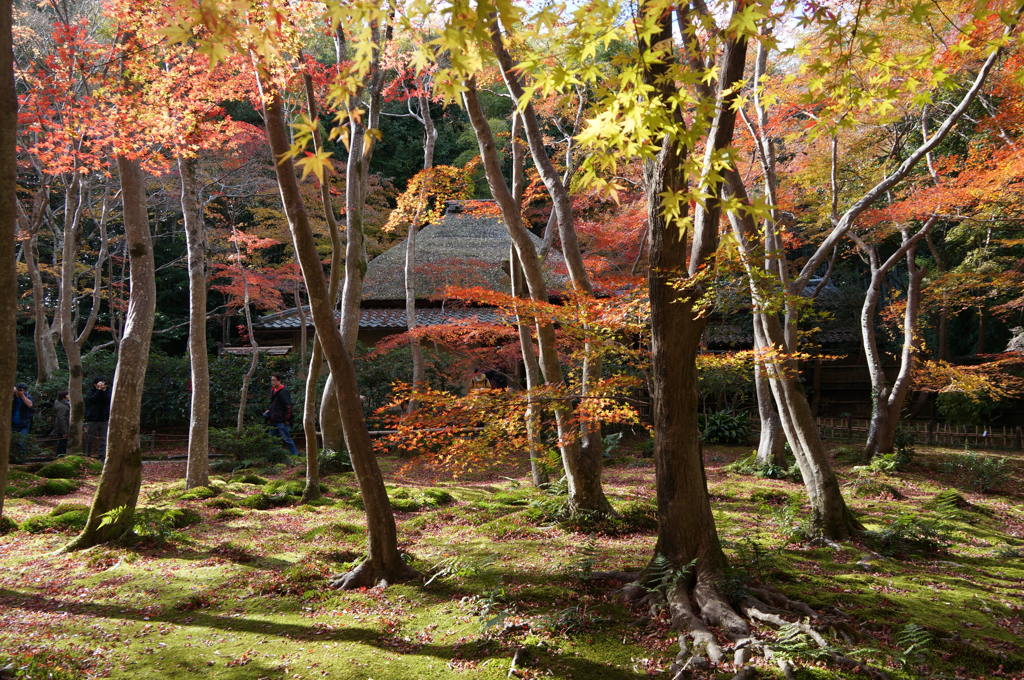 祇王寺