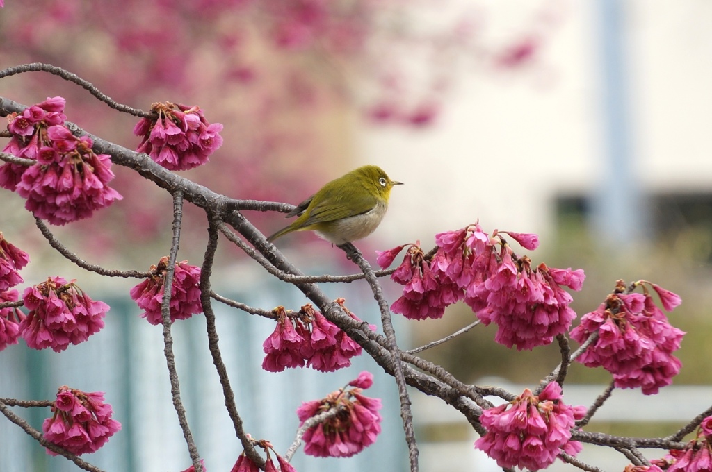 公園のメジロ