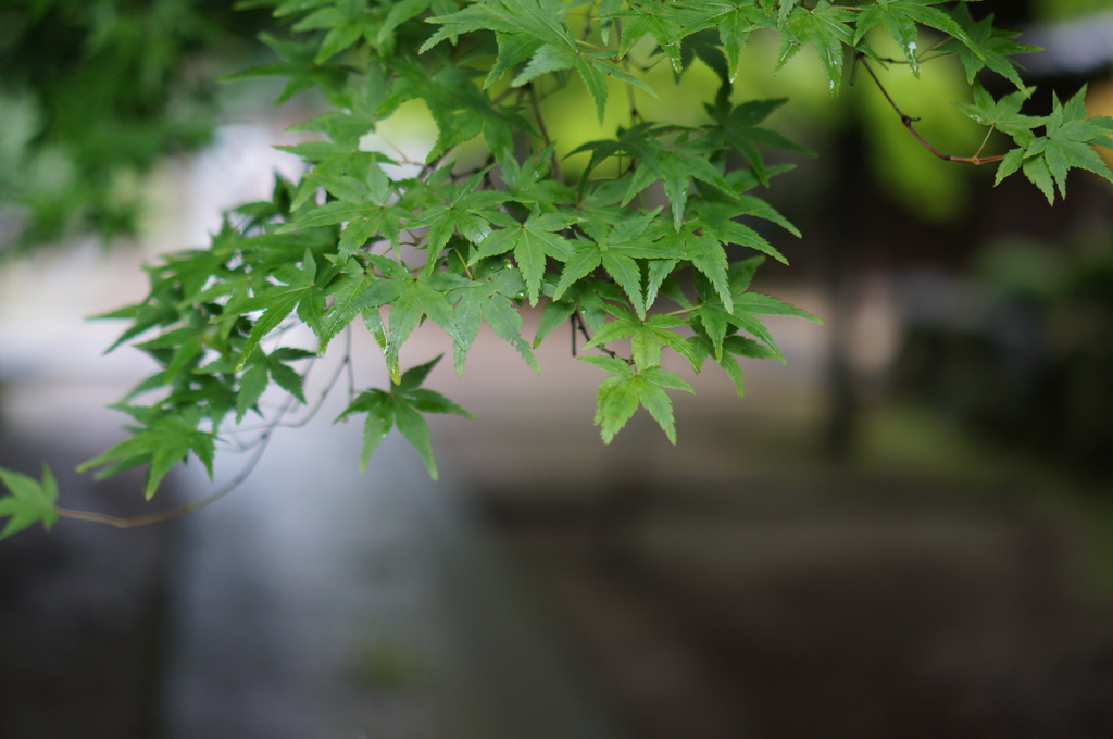 雨の参道にて