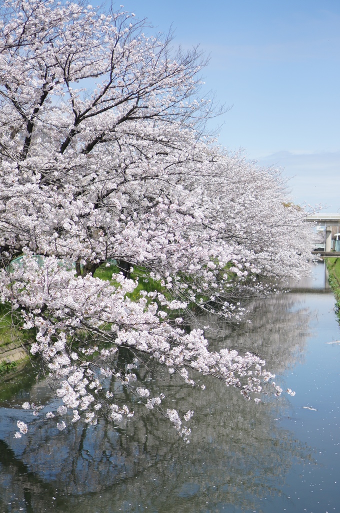 国道沿いの桜＃1