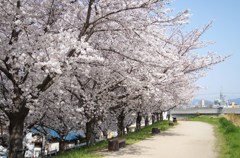 天の川の桜並木