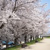 天の川の桜並木