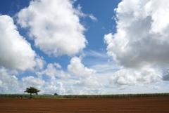 さとうきび畑の空