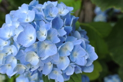 水の容器　紫陽花