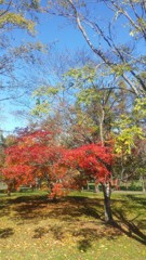 帯広の紅葉(20131027)