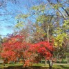 帯広の紅葉(20131027)