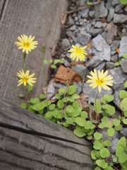 隅っこの花