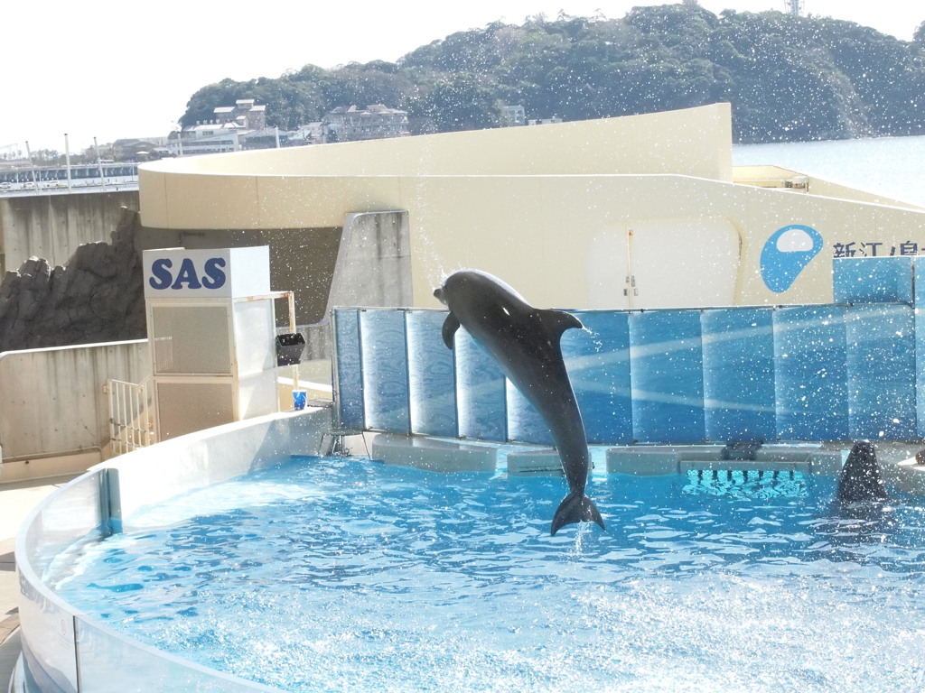 イルカじゃーんぷ