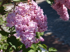 百合が原公園