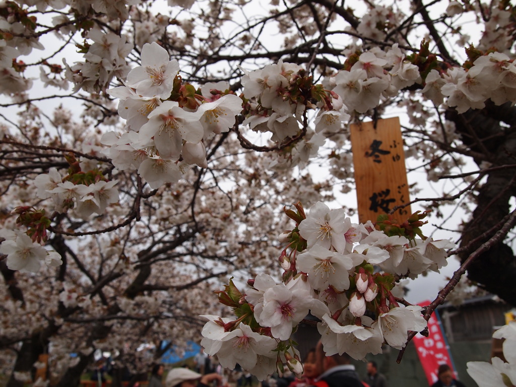 冬桜