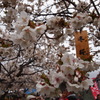 冬桜