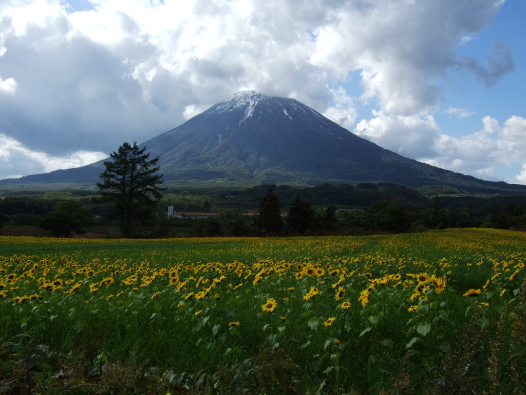 夏の羊蹄山