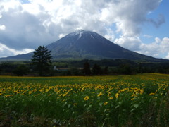 夏の羊蹄山