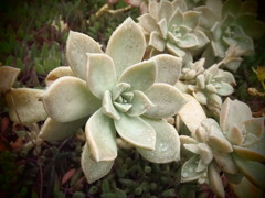 なんて名前なんだろ、素敵な多肉植物でした