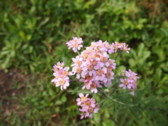 そこに咲いていたお花