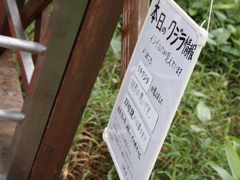 イルカがいたらしい