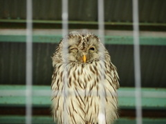 ウインクふくろうさん