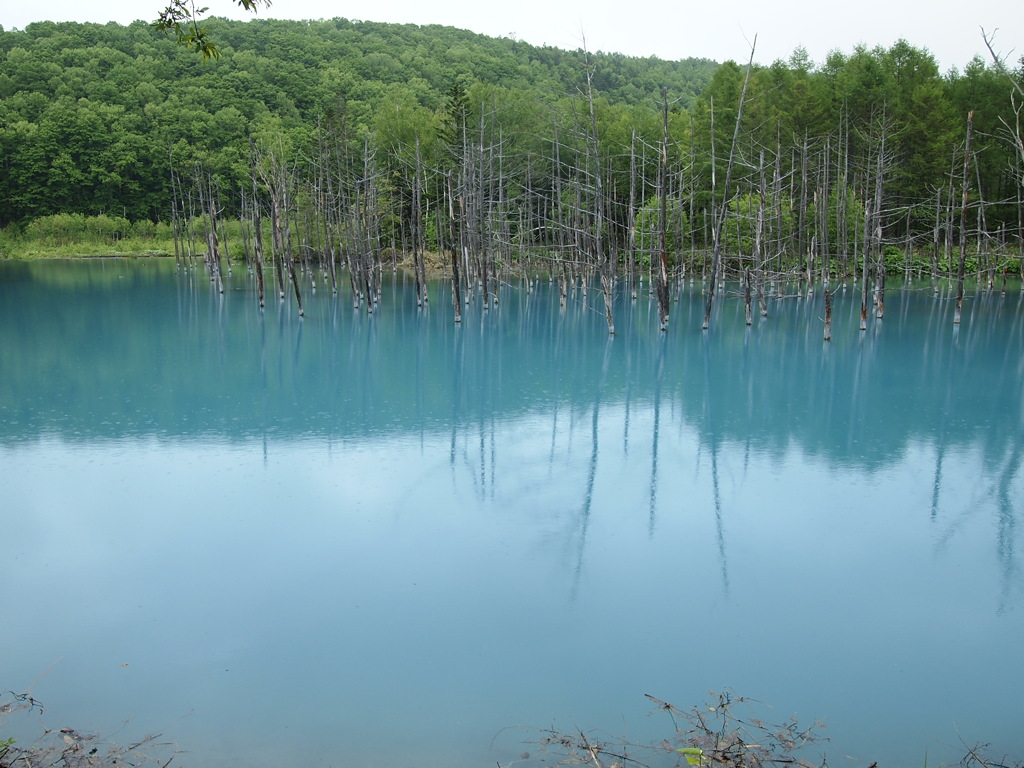 青い池