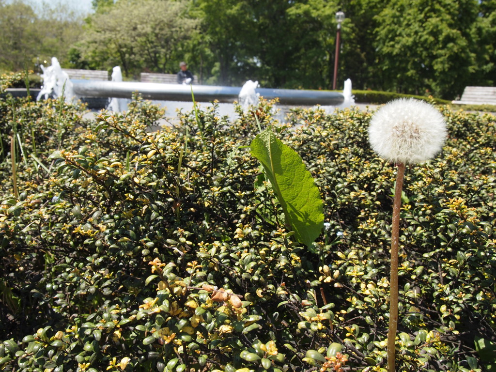 綿毛と噴水