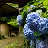 紫陽花2