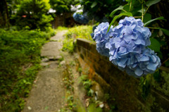 紫陽花1