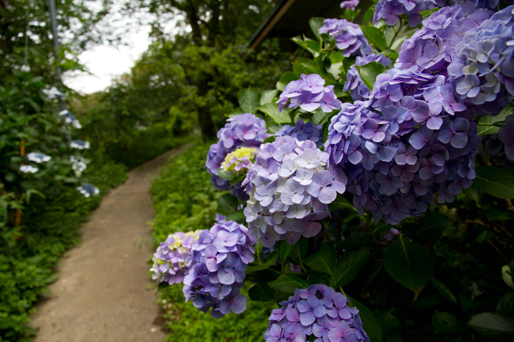 紫陽花4