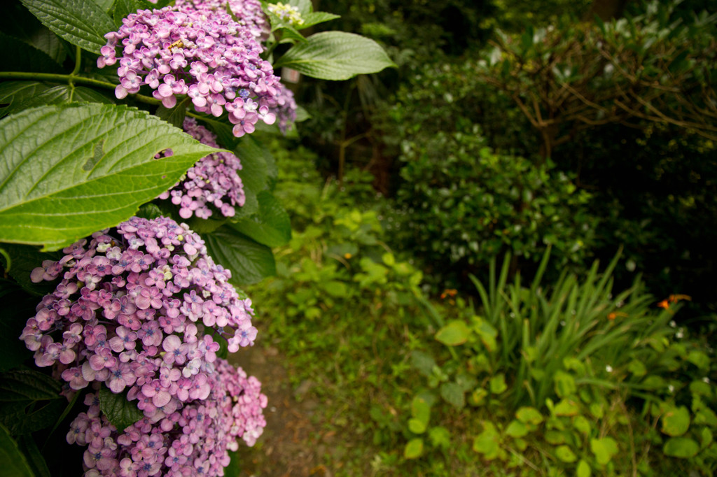 紫陽花3