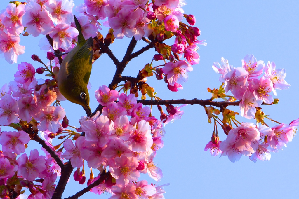 河津桜とめじろ