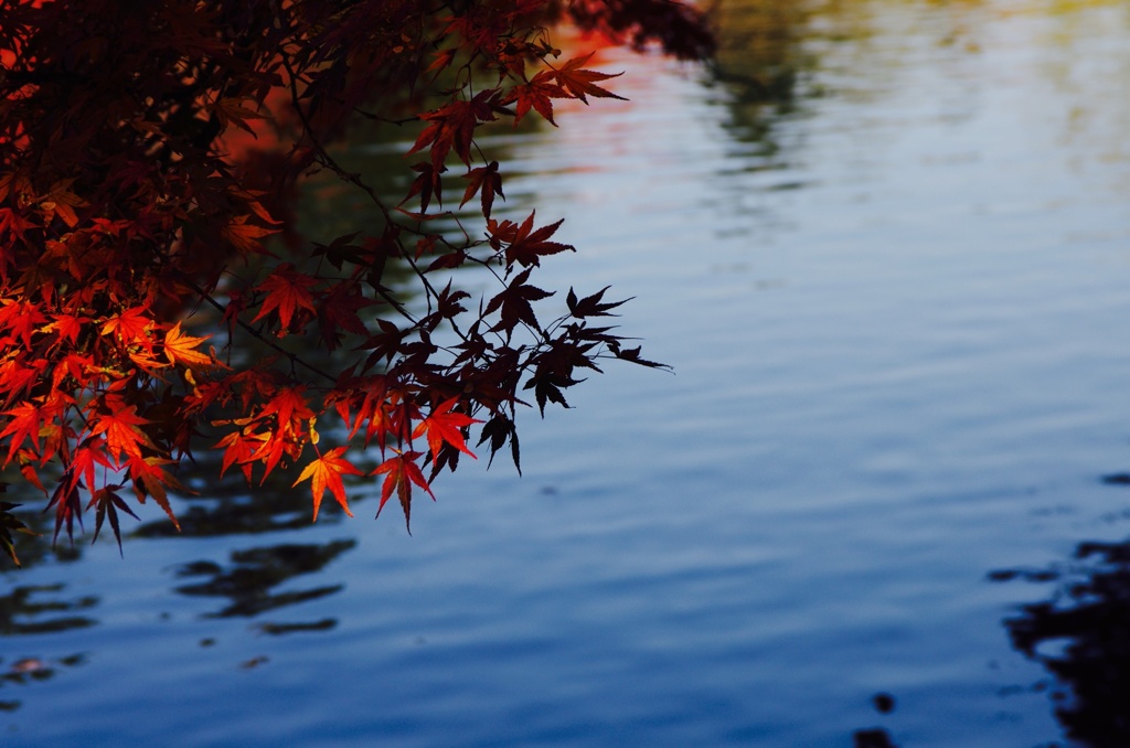 軽井沢の紅葉