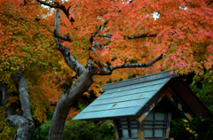 宝登神社