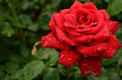 梅雨の薔薇