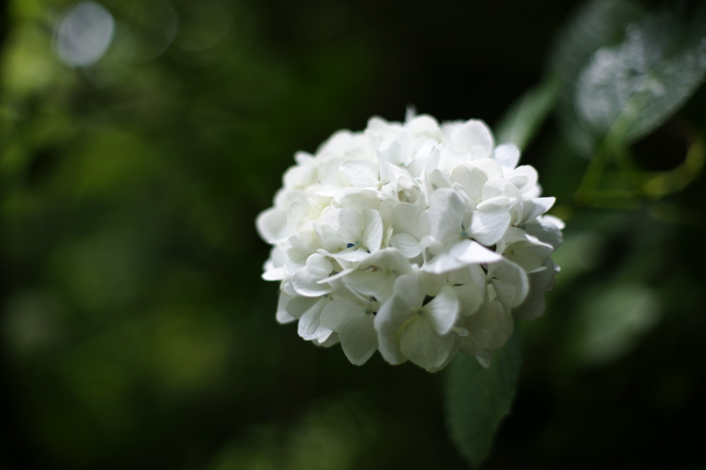 紫陽花４