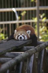 眠たいｯｽ
