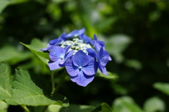 紫陽花２