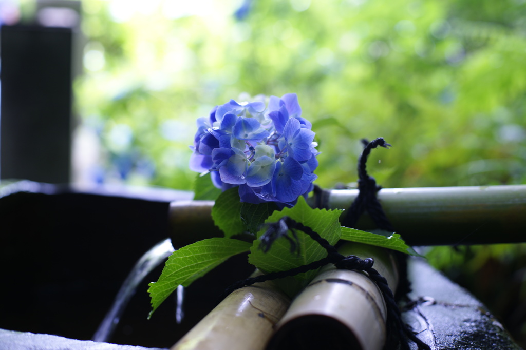 紫陽花３