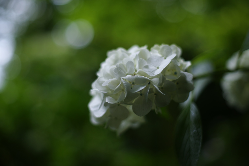紫陽花５