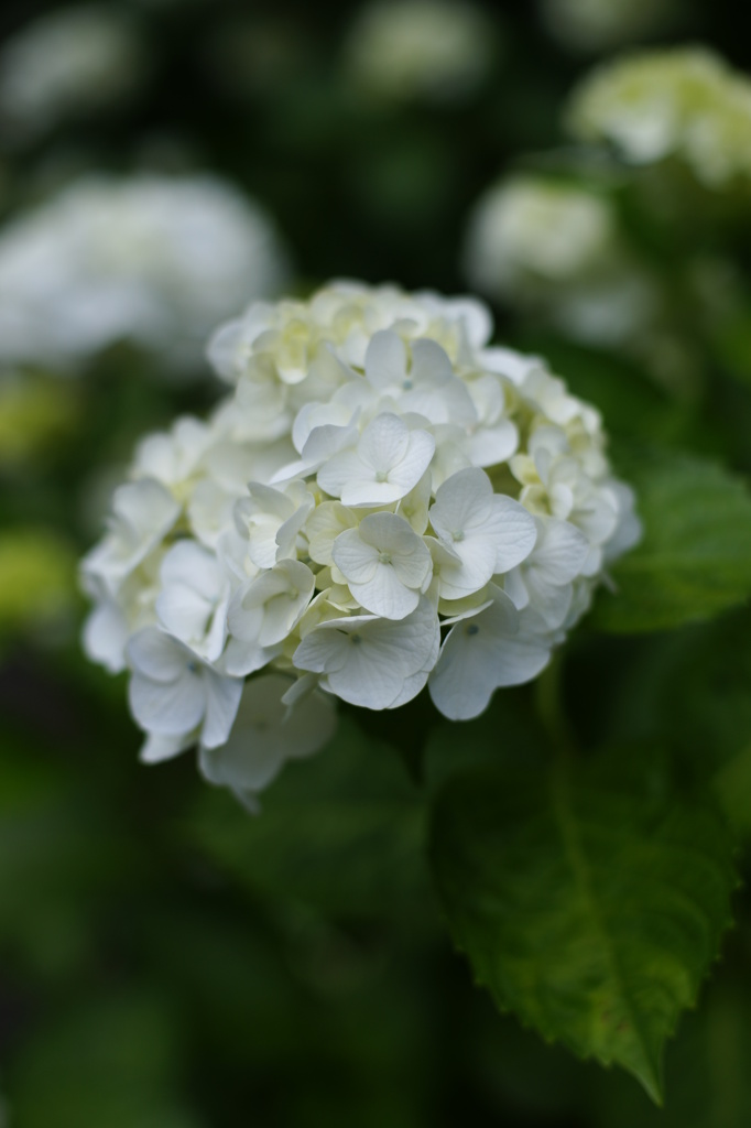 紫陽花１
