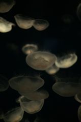 闇を照らす無数の光