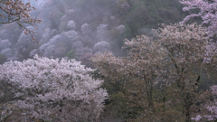  春雨止まぬ