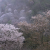  春雨止まぬ