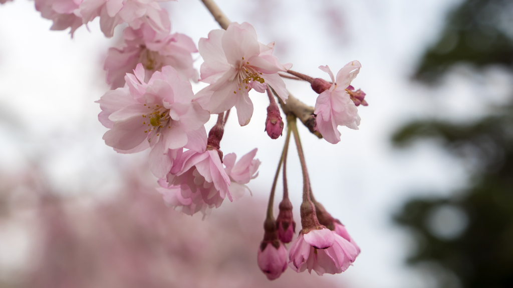 八重紅枝垂桜