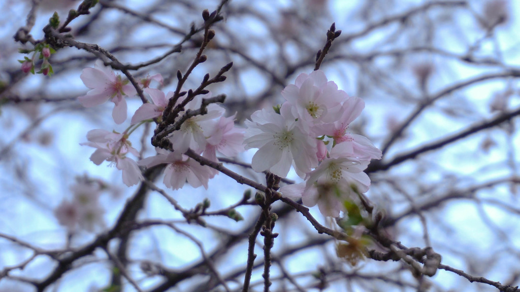 十月桜