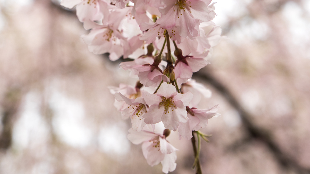 御滝桜