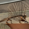 エダフォサウルス