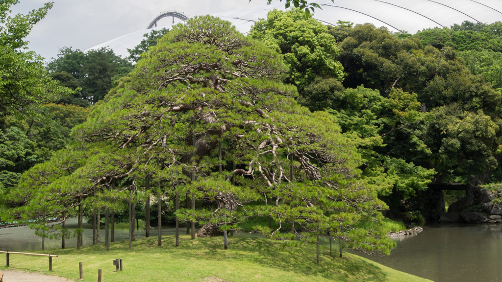 一つ松