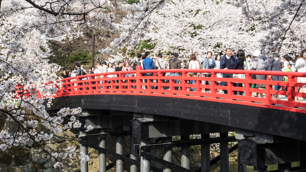  桜に埋もれる人々